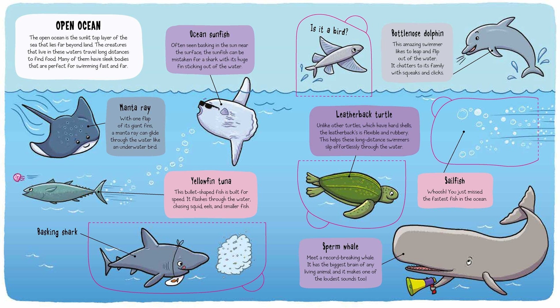 Little Explorers: Under the Sea Hardcover 